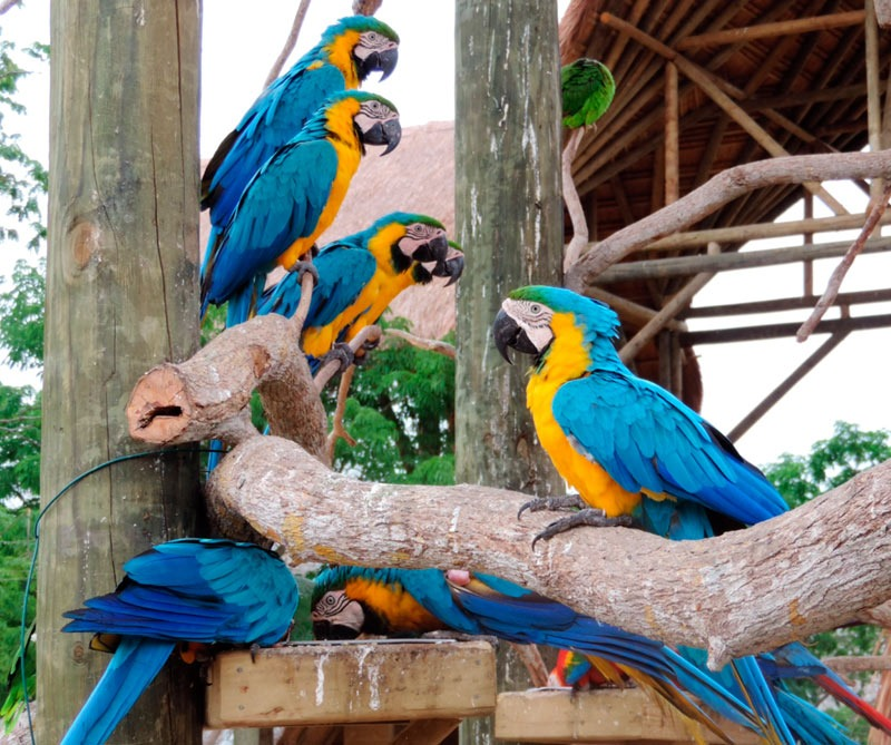 Playa Blanca más Aviario Nacional