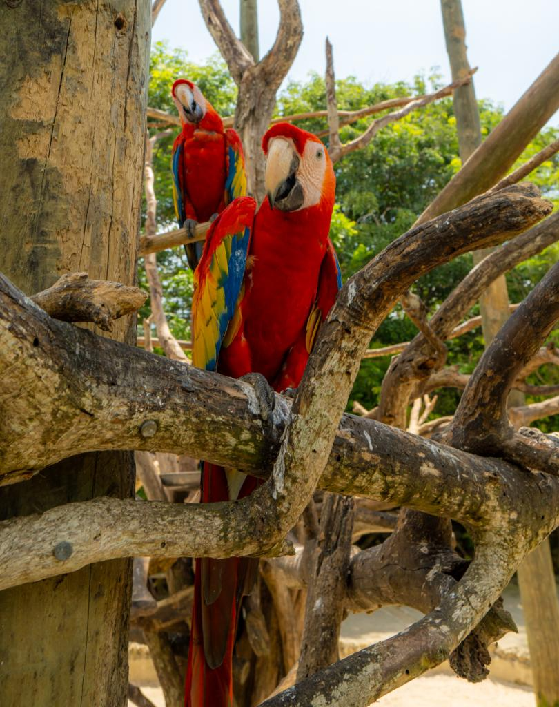 Playa Blanca más Aviario Nacional