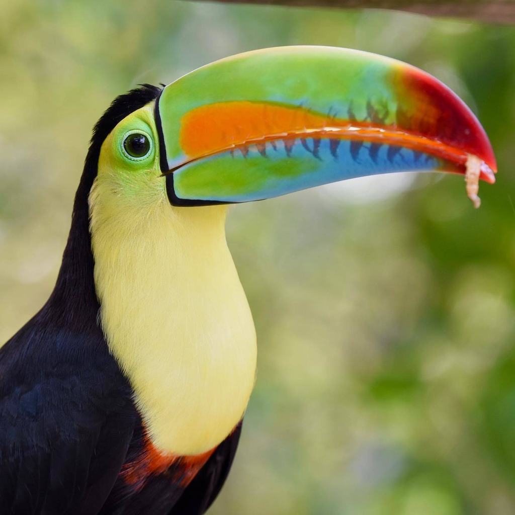 Playa Blanca más Aviario Nacional