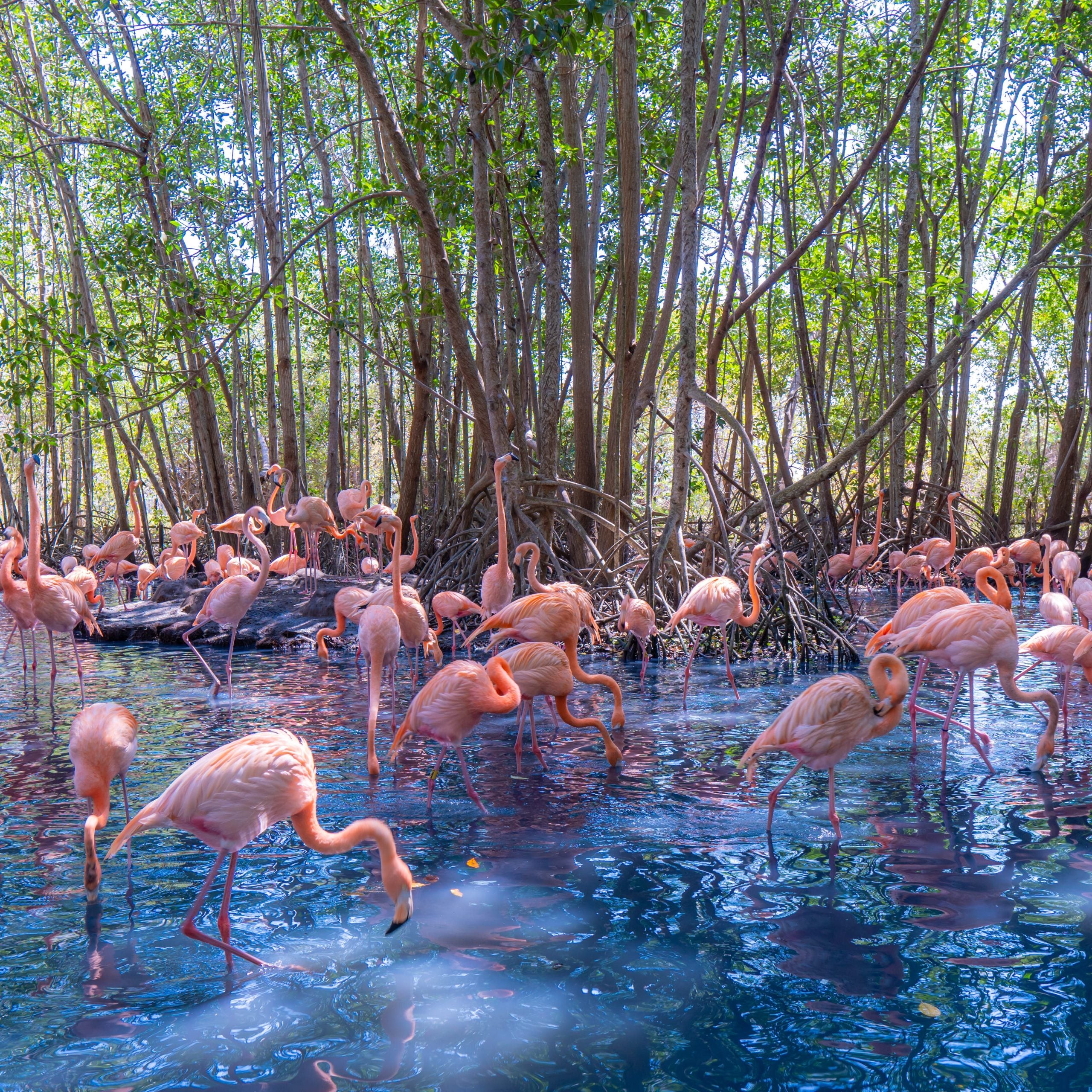 Playa Blanca más Aviario Nacional